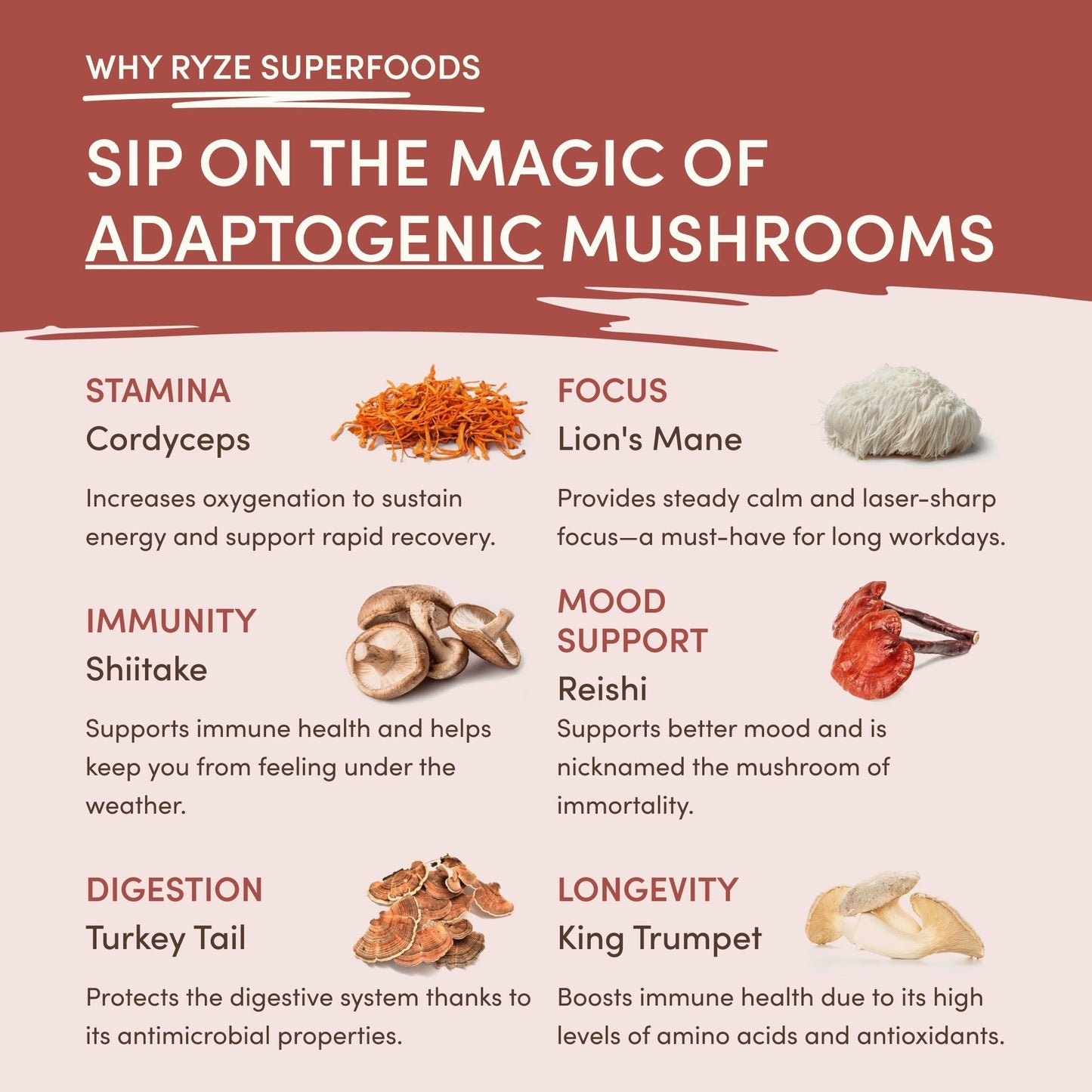 Mushroom Chicory fctcpc